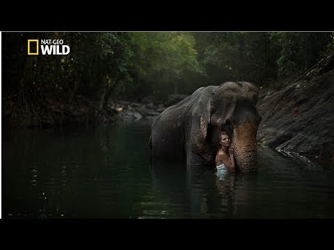 Creatures of the Amazon Rainforest, a documentary on the region's wildlife