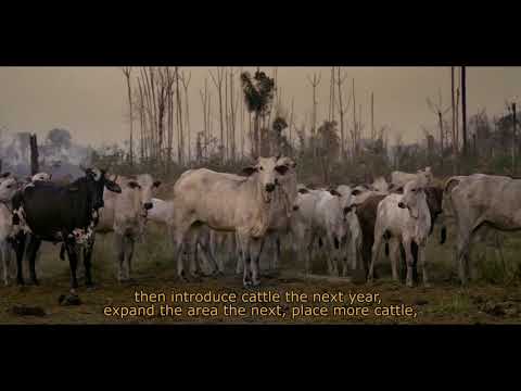 Grazing the Amazon, on cattle ranching driving rainforest deforestation